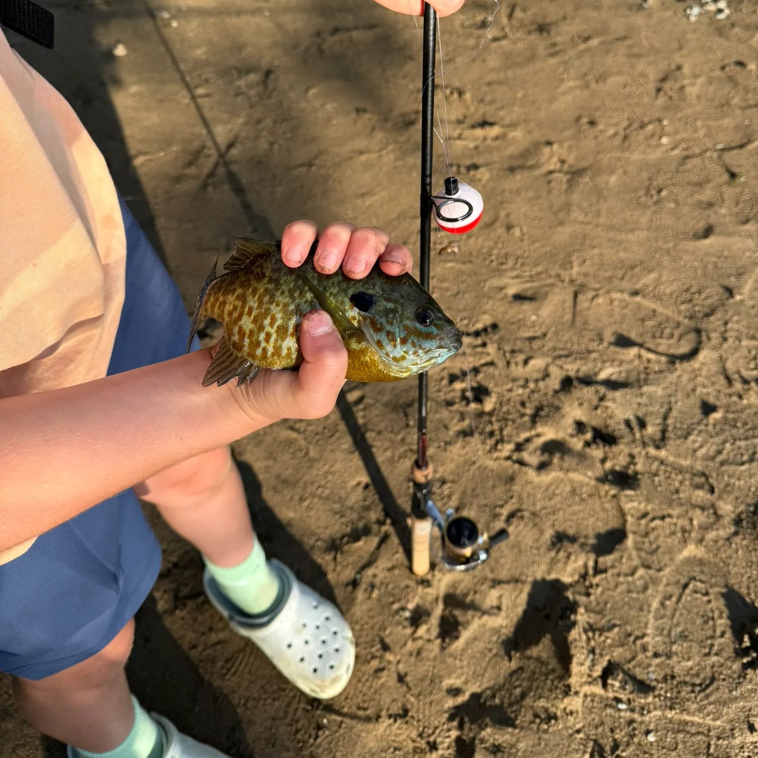 Pumpkinseed caught on Fishbrain