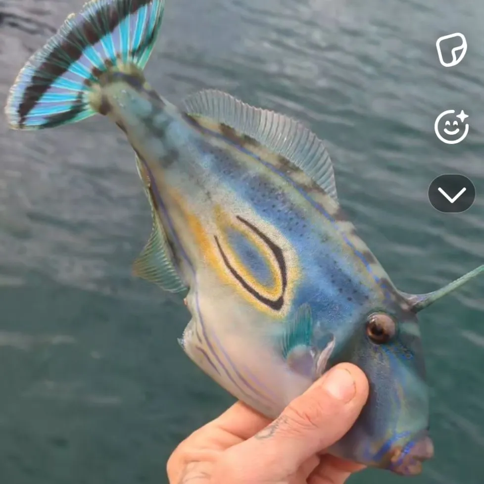 The most recent Horse-shoe leatherjacket catches on Fishbrain