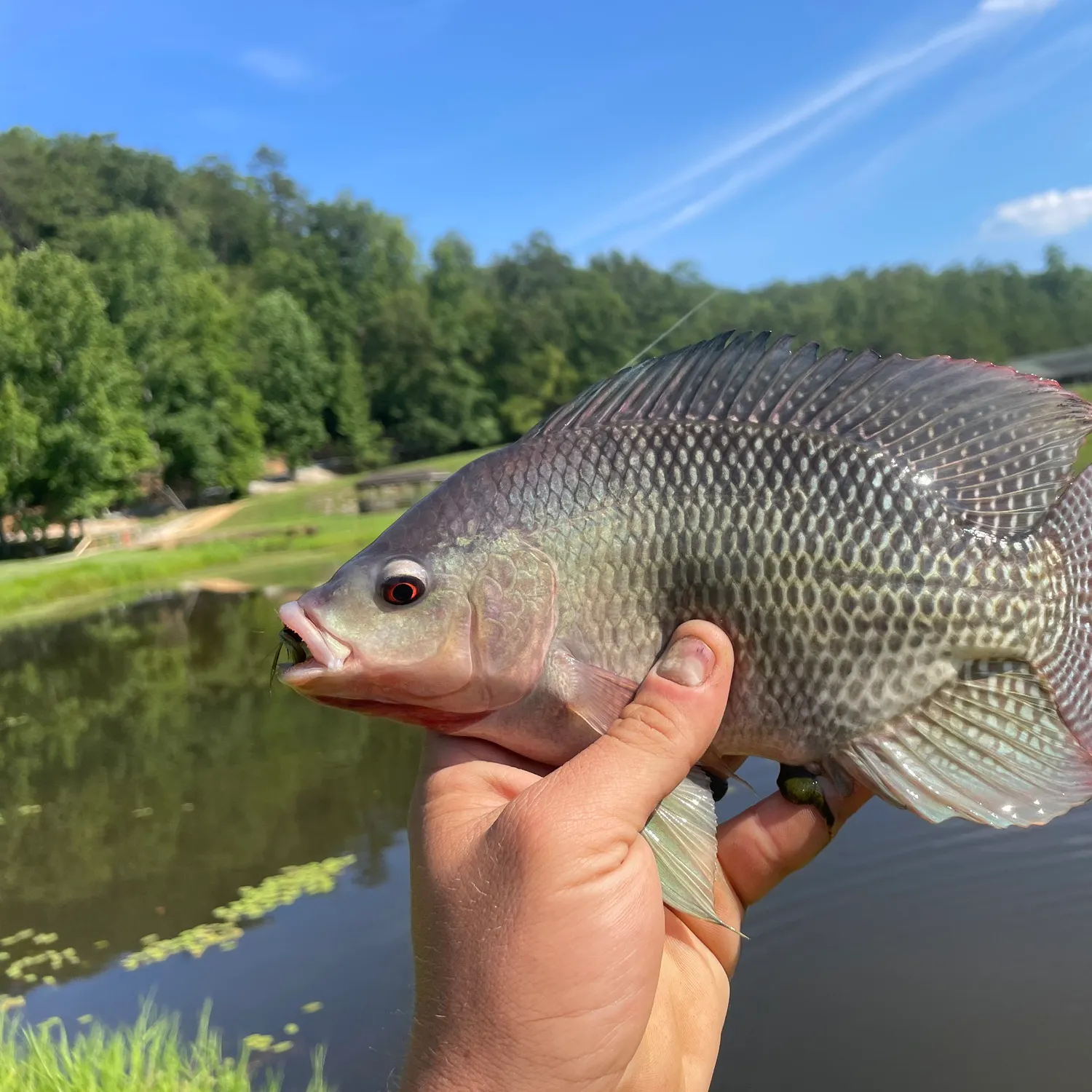 Nile tilapia caught on Fishbrain