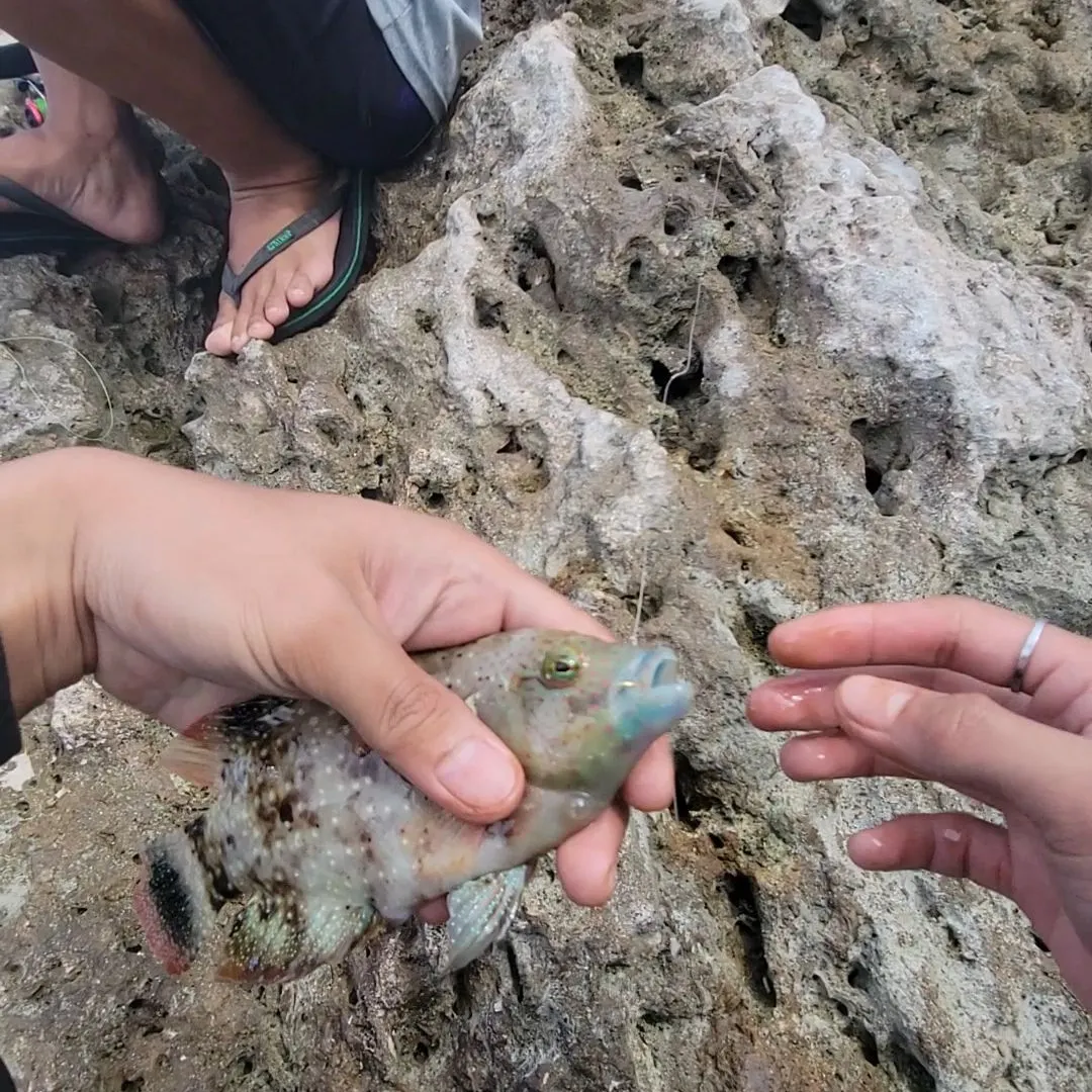 The most recent Floral wrasse catches on Fishbrain