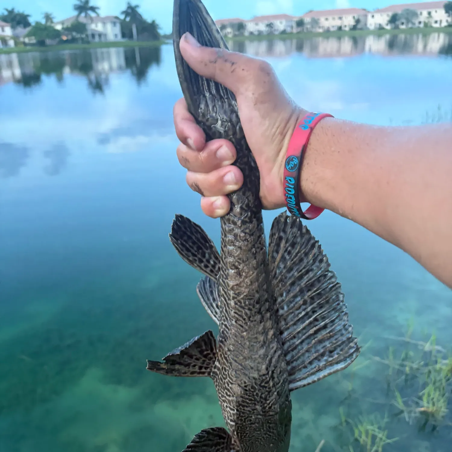 Suckermouth catfish caught on Fishbrain