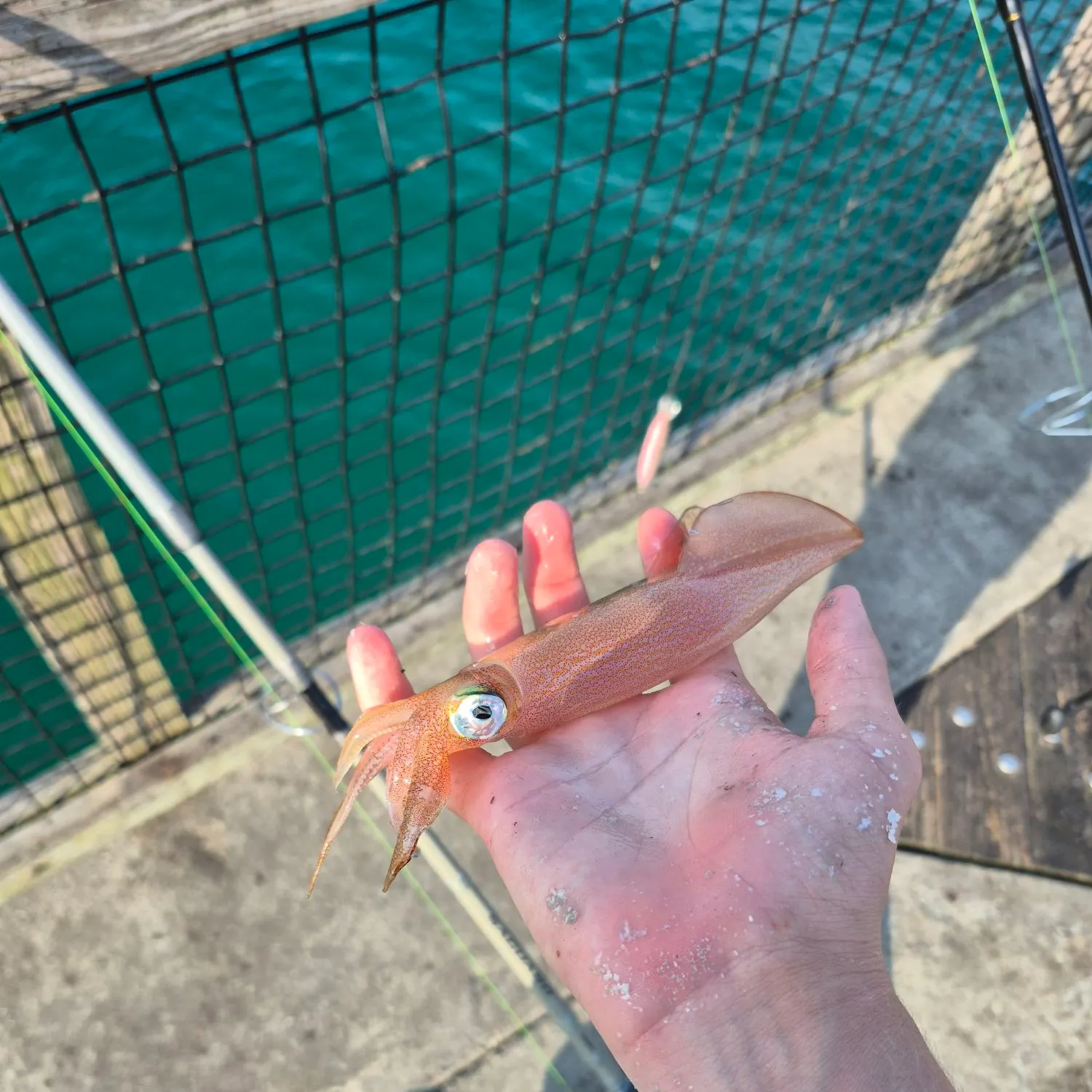 Longfin inshore squid caught on Fishbrain
