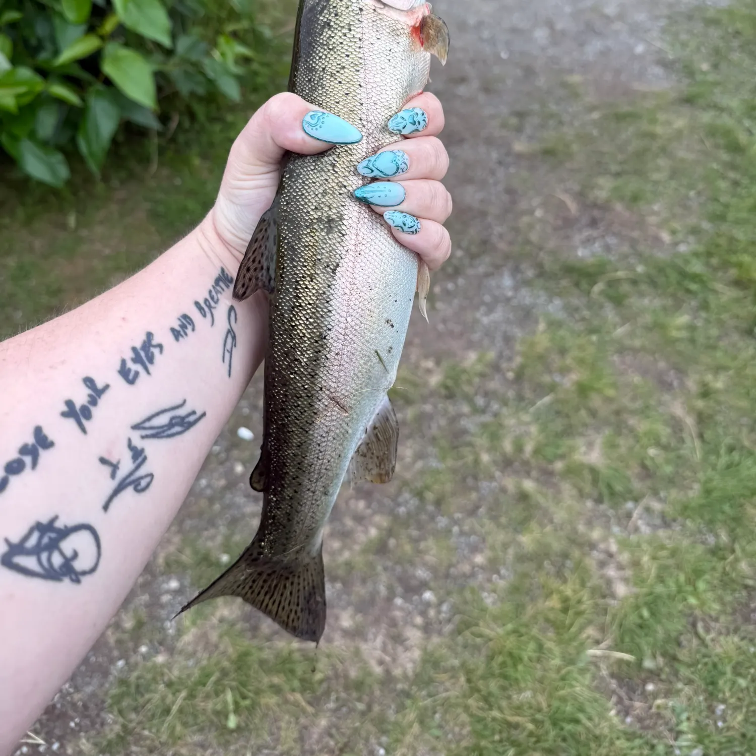 recently logged catches