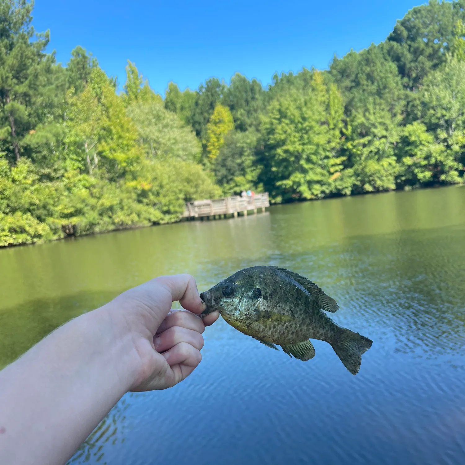 Bluegill caught on Fishbrain