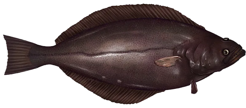 Greenland halibut