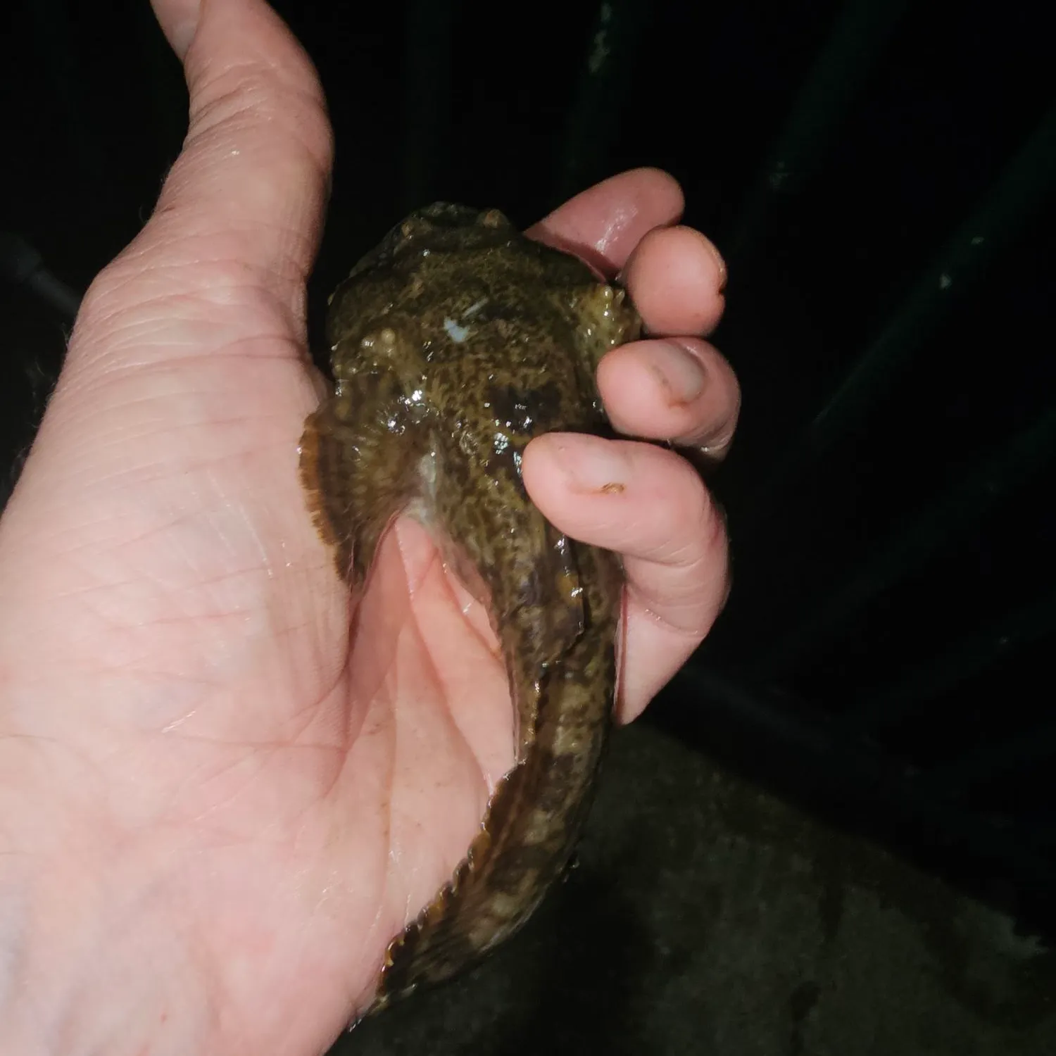 Oyster toadfish caught on Fishbrain