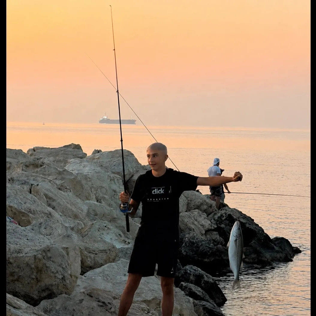 The most recent Silver-cheeked toadfish catches on Fishbrain