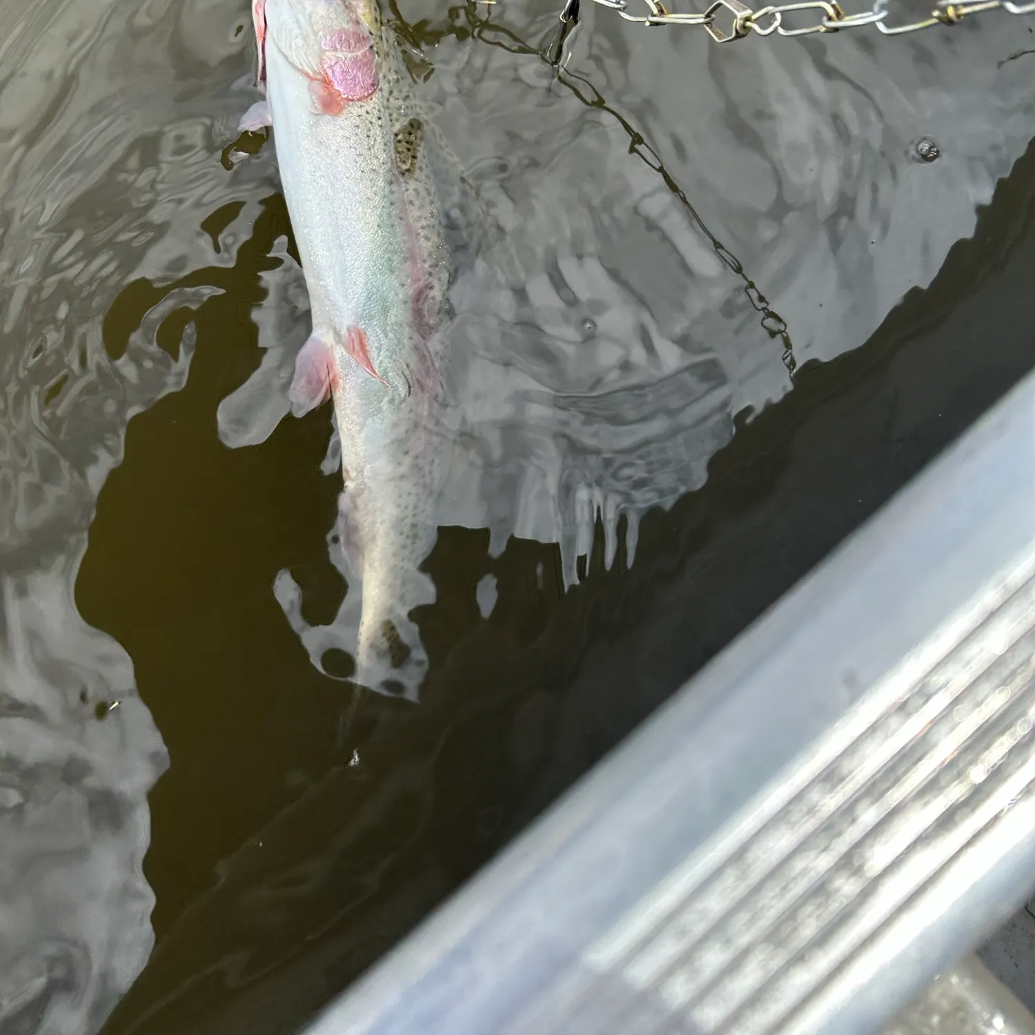 Rainbow trout caught on Fishbrain