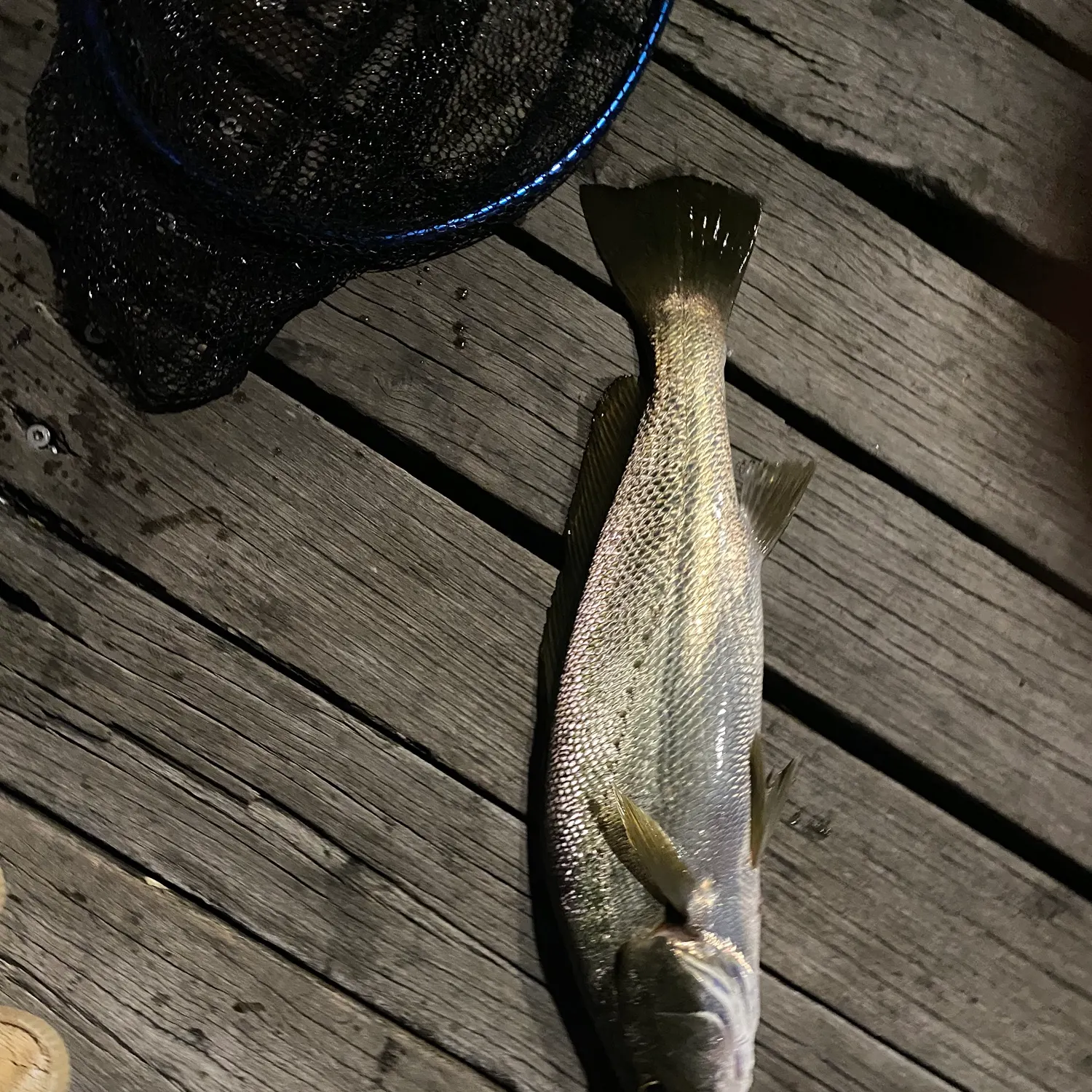 The most recent Japanese meagre catches on Fishbrain