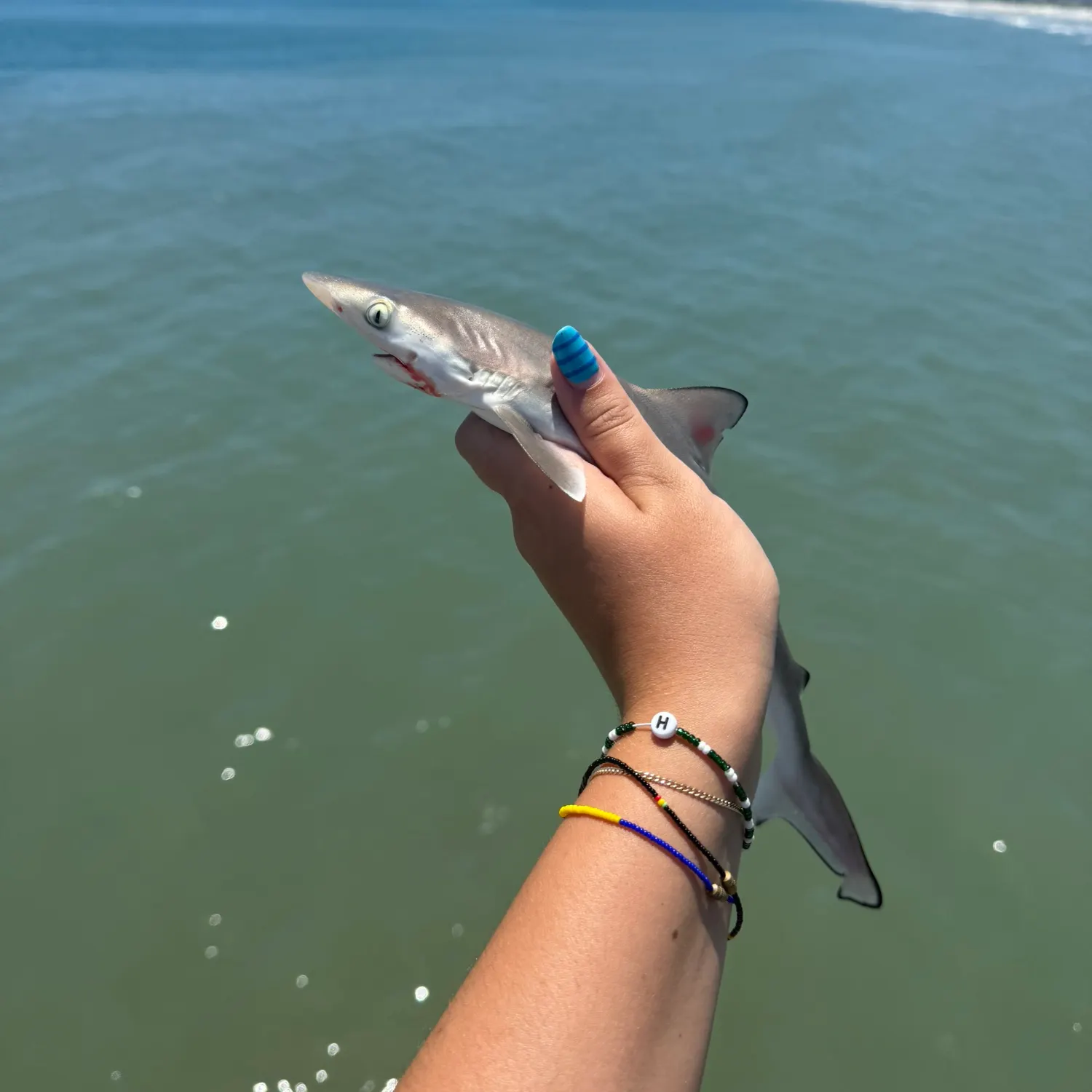 The most recent Blacktip reef shark catches on Fishbrain