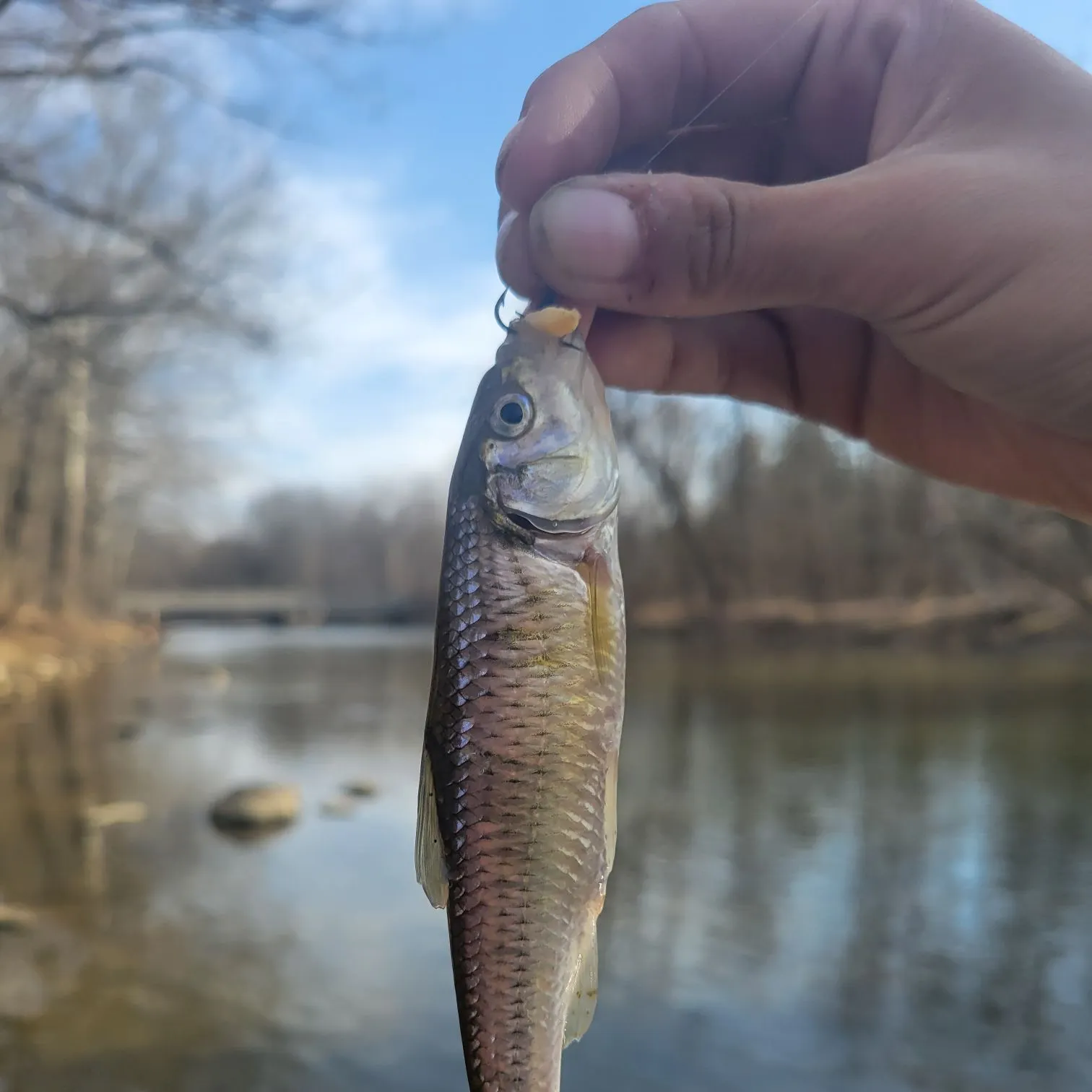 The most popular recent Striped shiner catch on Fishbrain