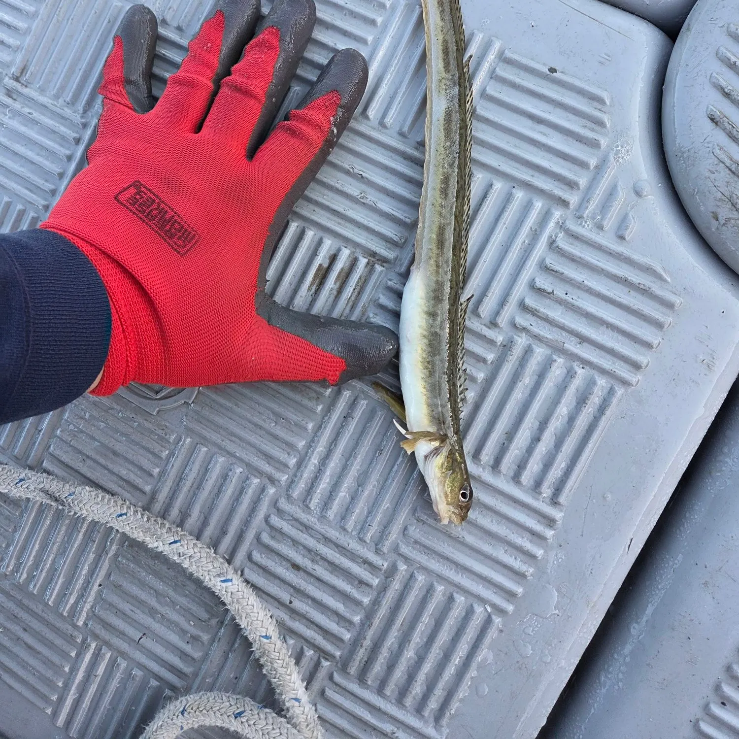 The most recent Snake prickleback catches on Fishbrain