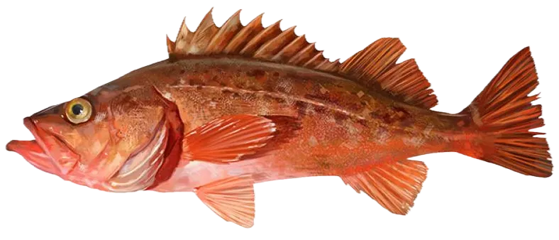 Bocaccio rockfish