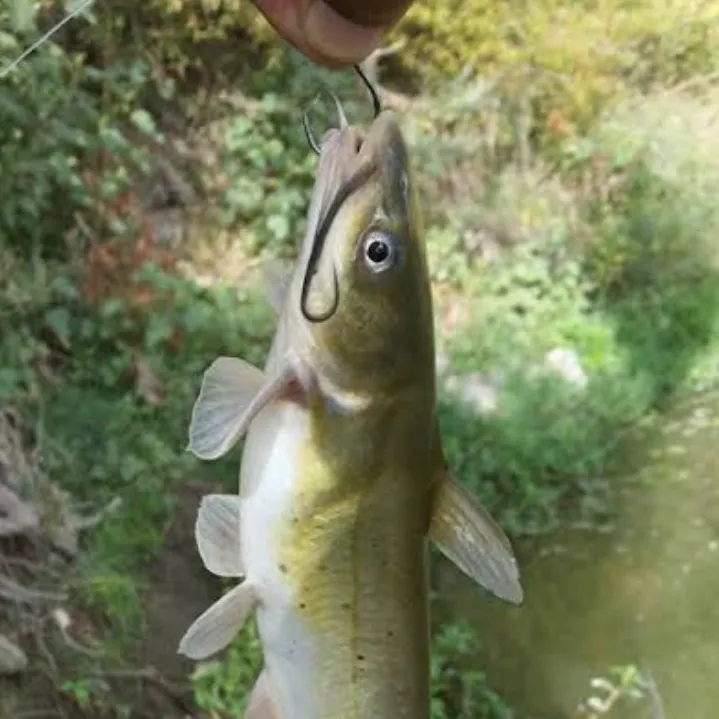 Channel catfish caught on Fishbrain
