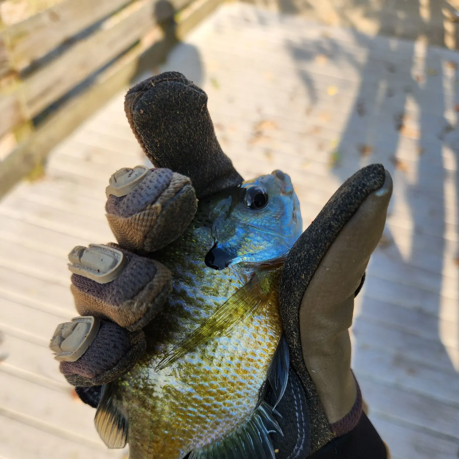 Bluegill caught on Fishbrain
