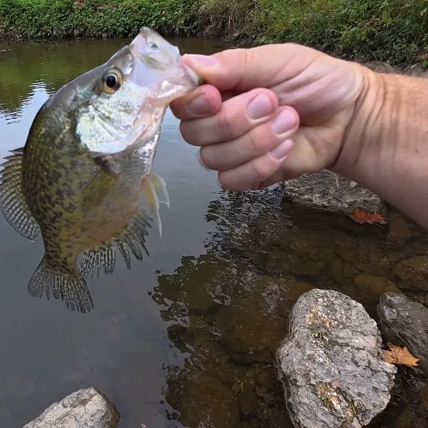 Black crappie caught on Fishbrain