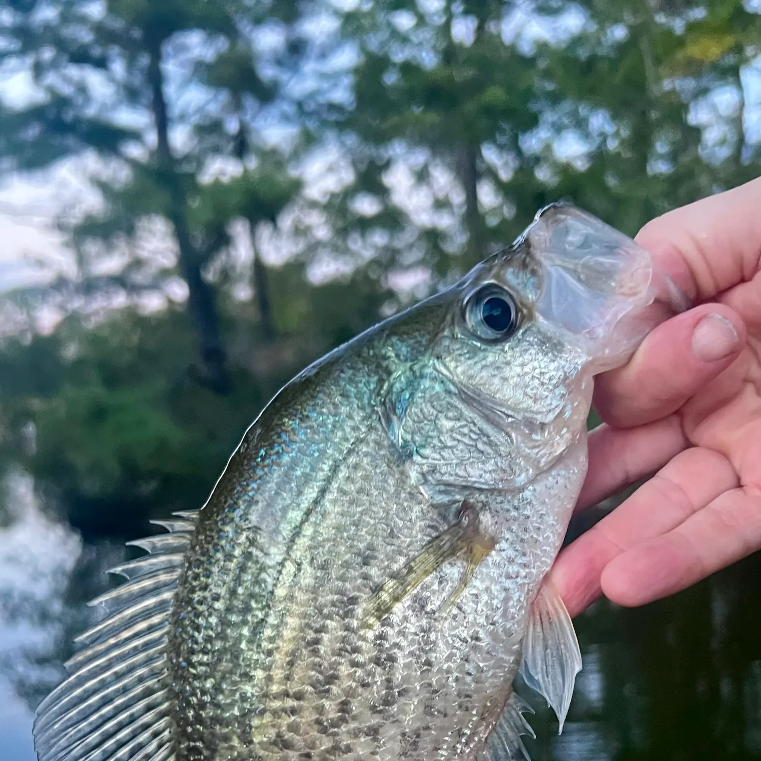 Black crappie caught on Fishbrain