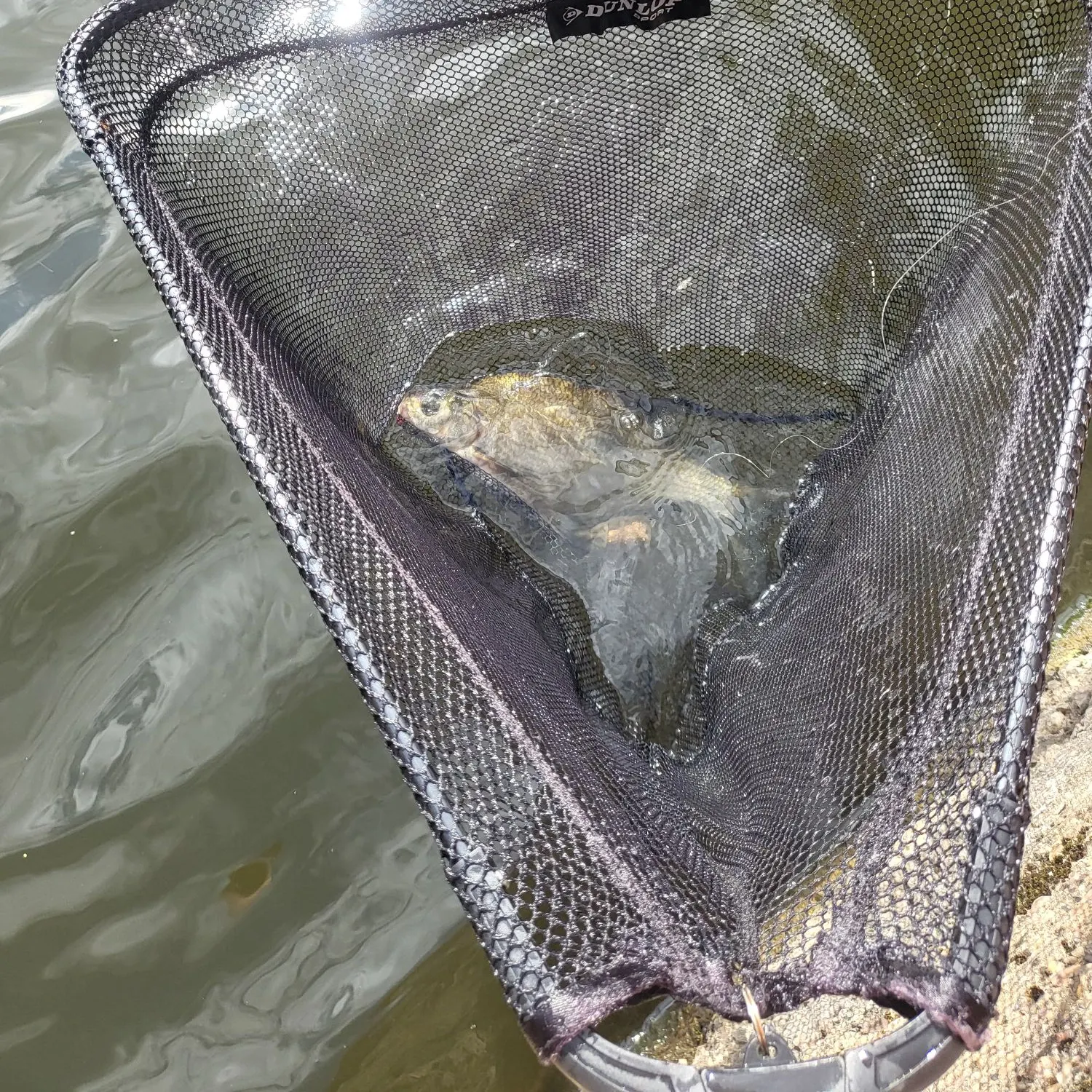 Common bream caught on Fishbrain