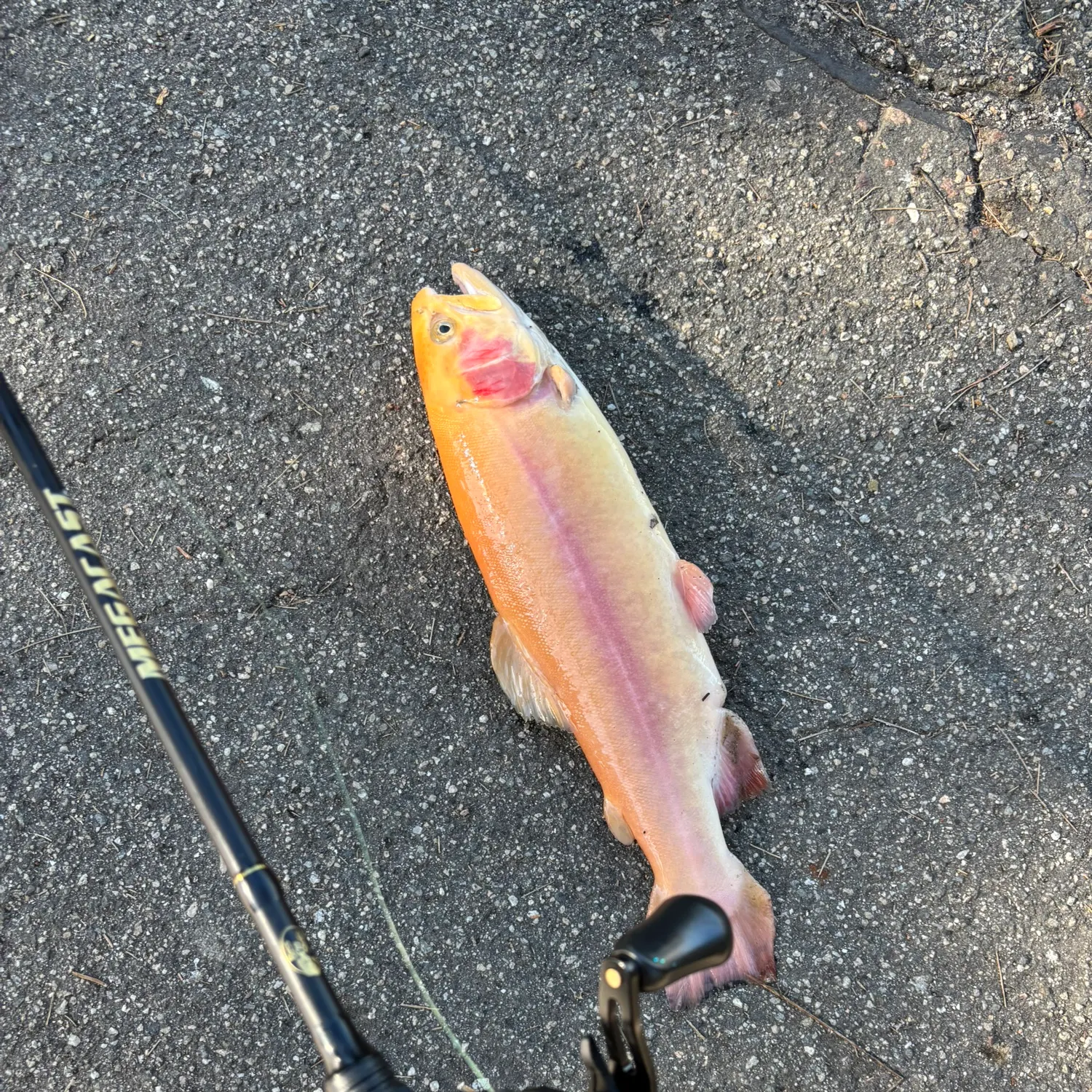 The most recent Golden trout catches on Fishbrain