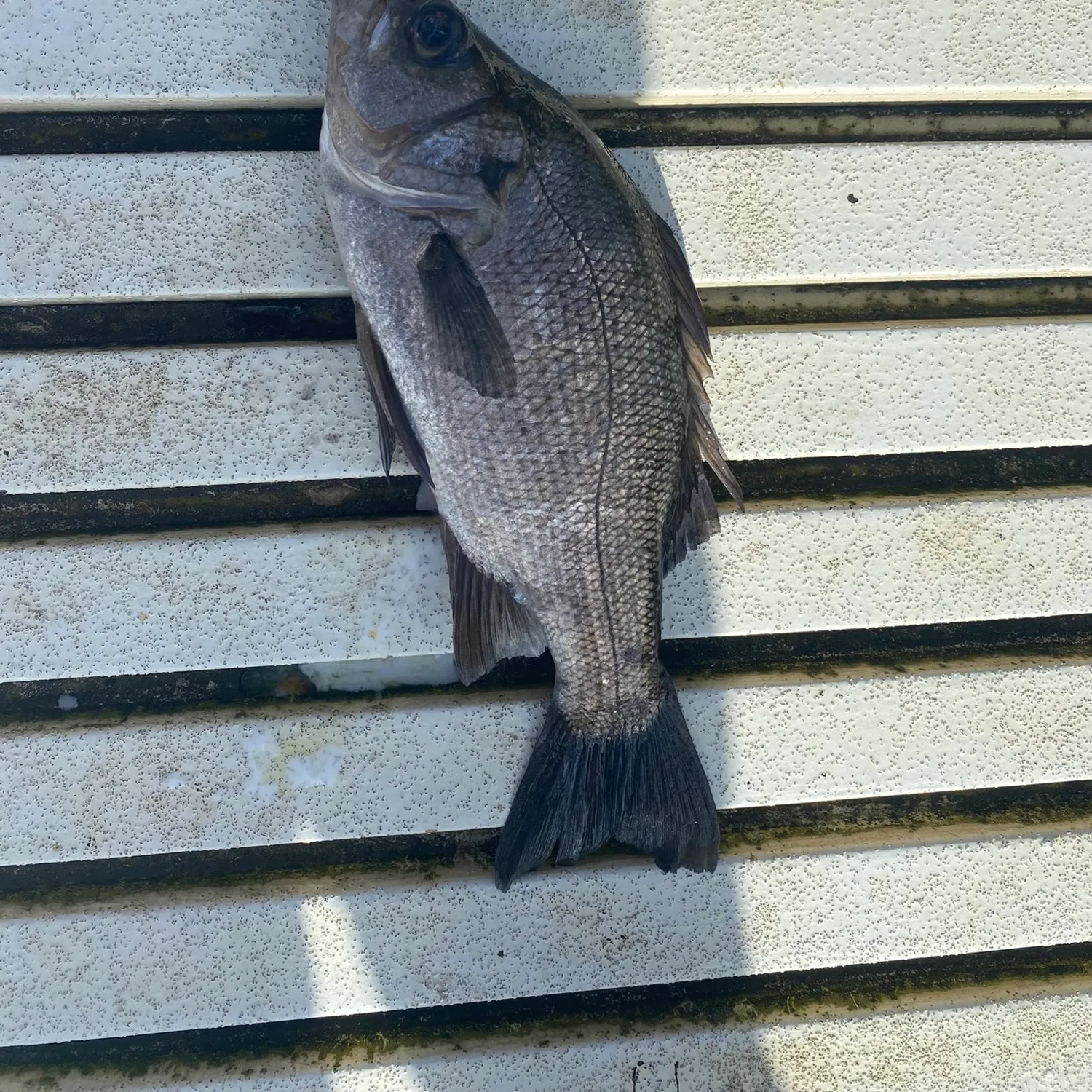 The most recent Estuary perch catches on Fishbrain