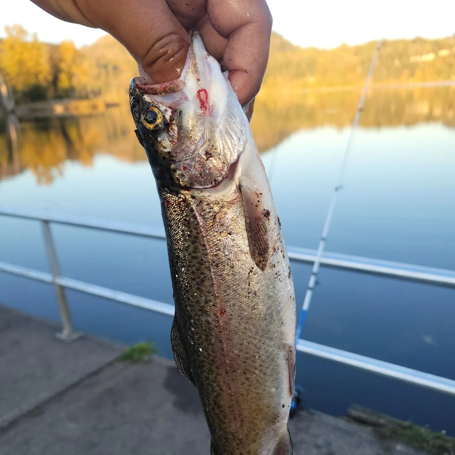Rainbow trout caught on Fishbrain