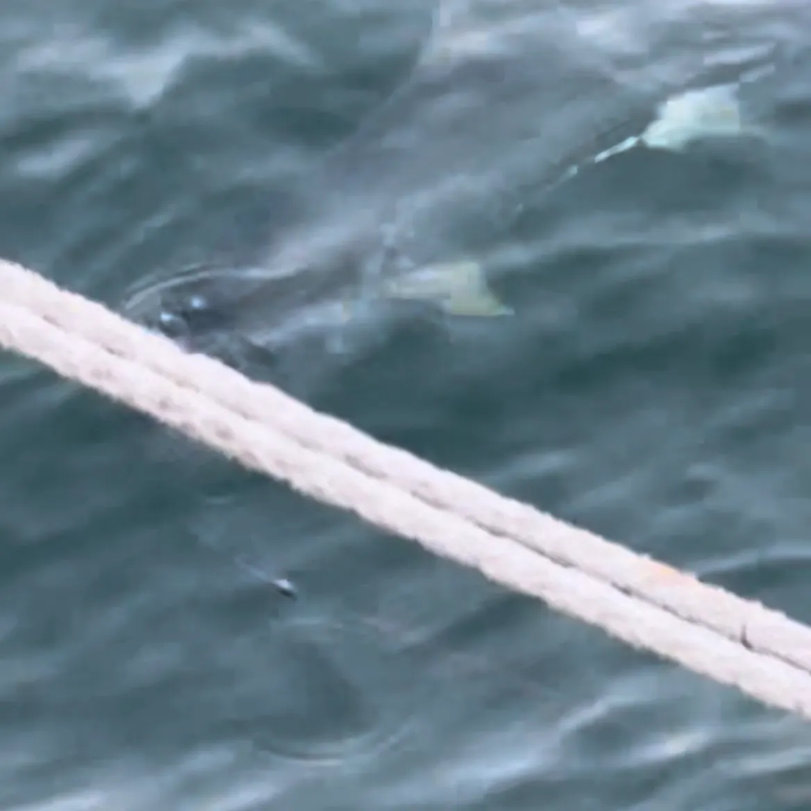 The most recent Southern yellowtail amberjack catches on Fishbrain