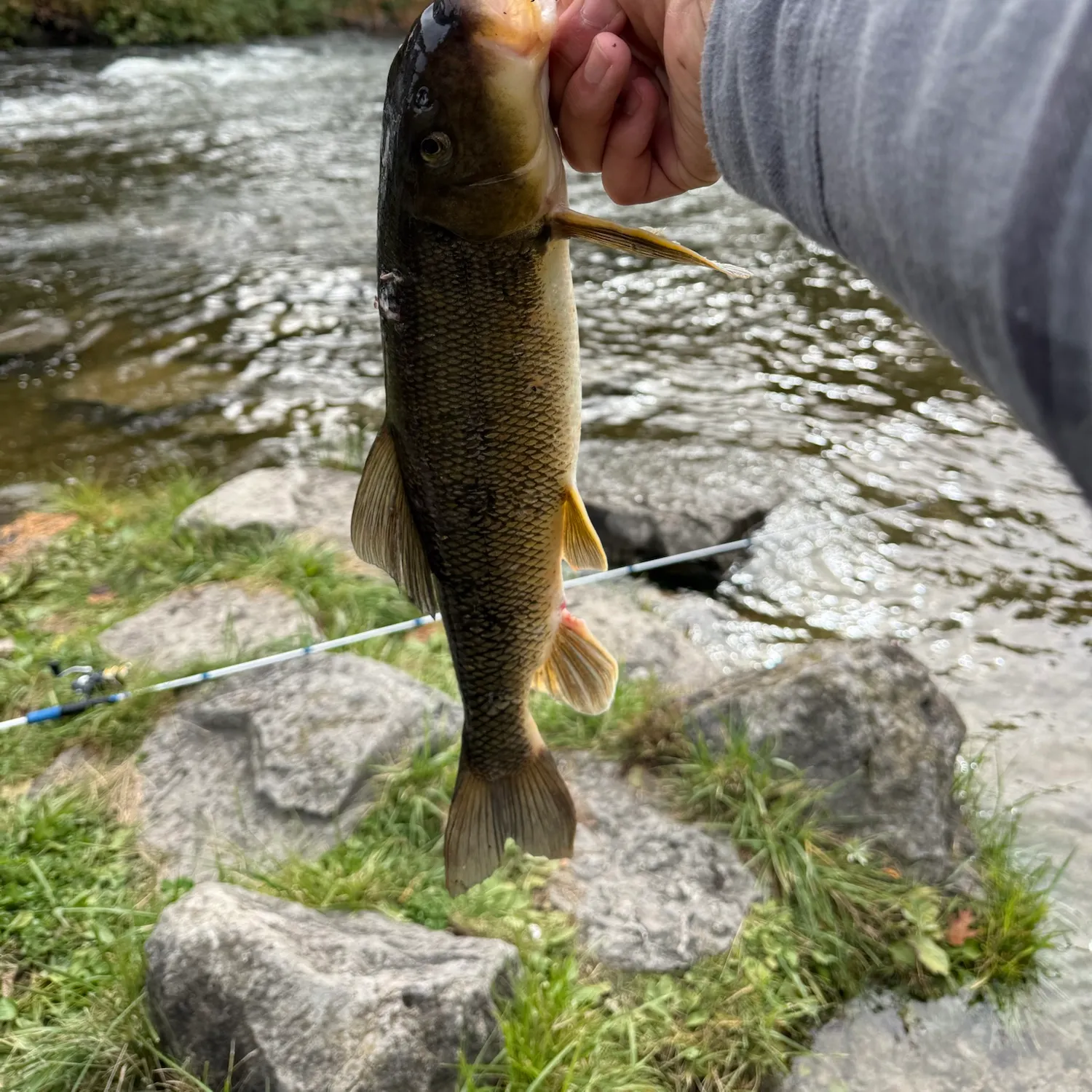 White sucker caught on Fishbrain