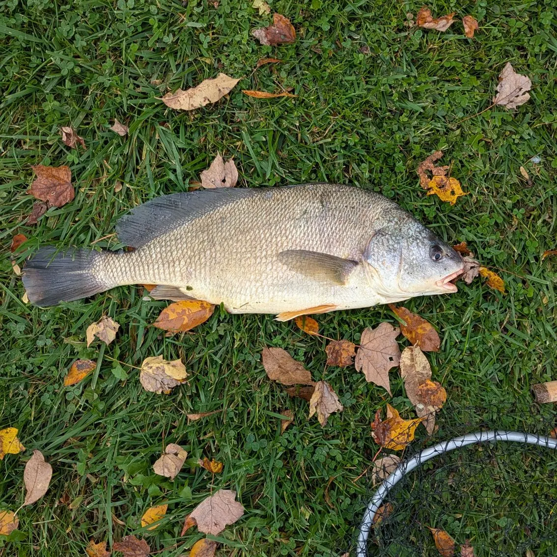 Freshwater drum caught on Fishbrain
