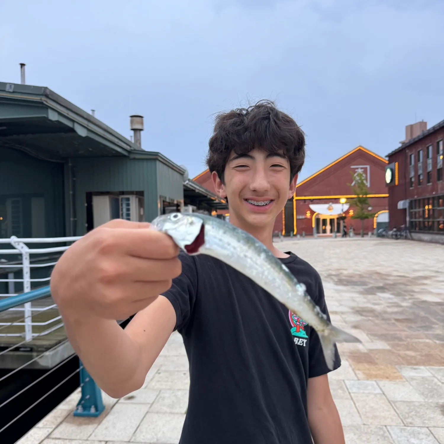 The most recent Japanese pilchard catches on Fishbrain