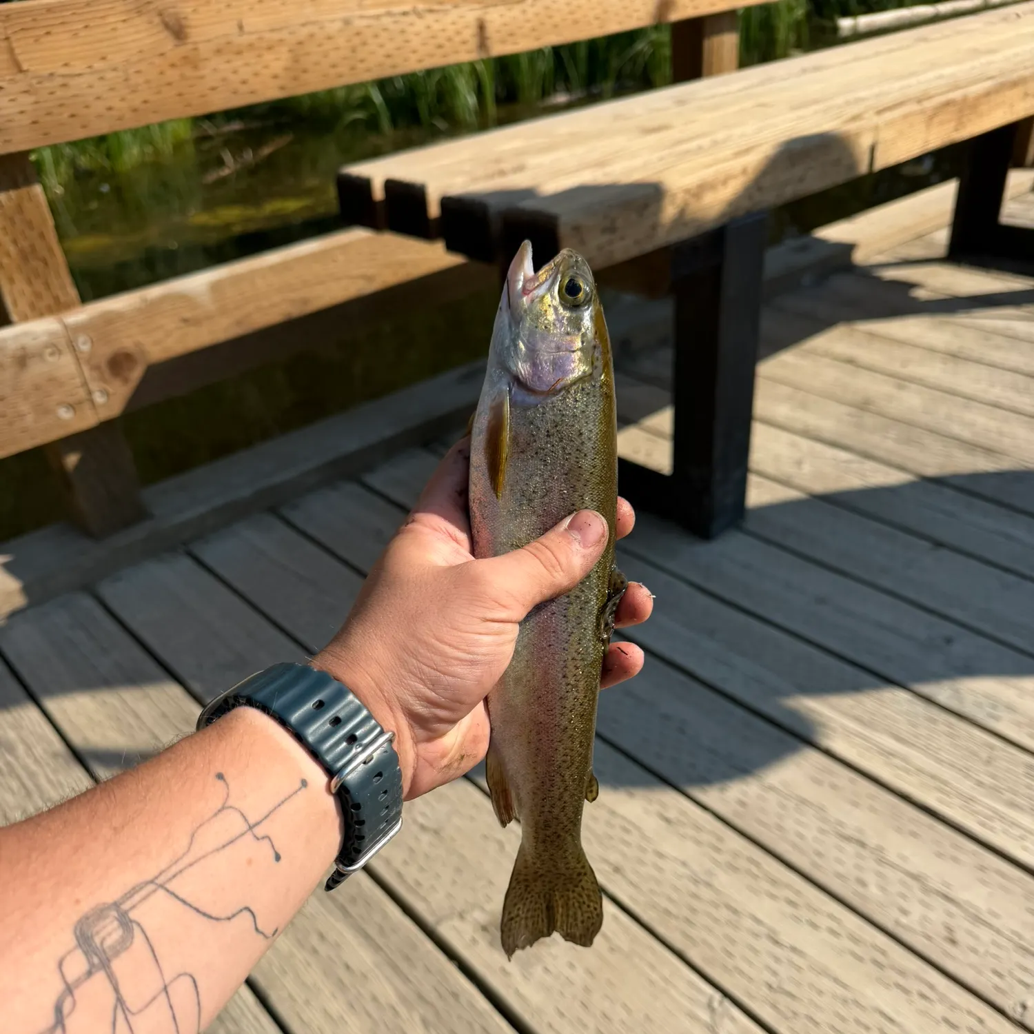 recently logged catches