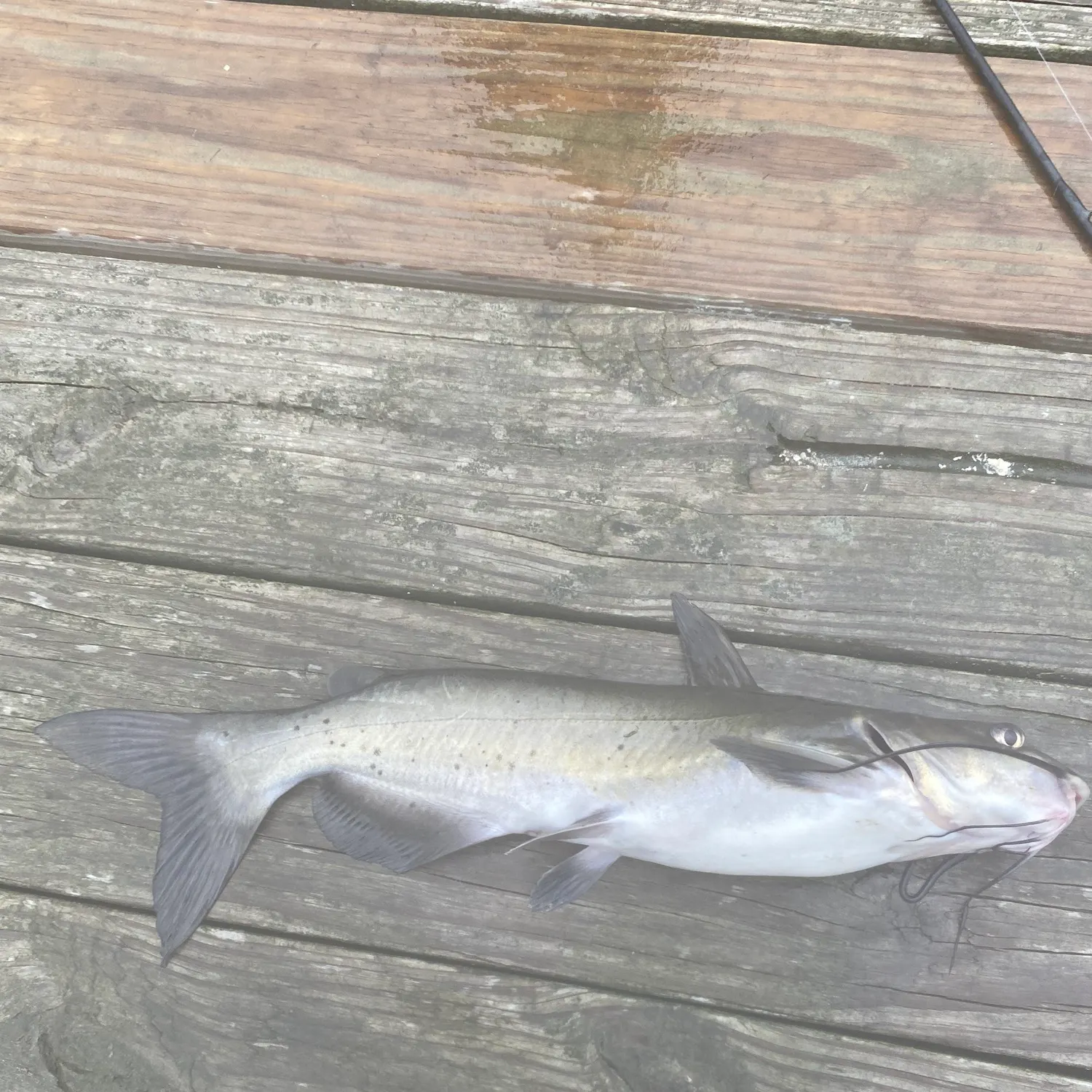 Channel catfish caught on Fishbrain