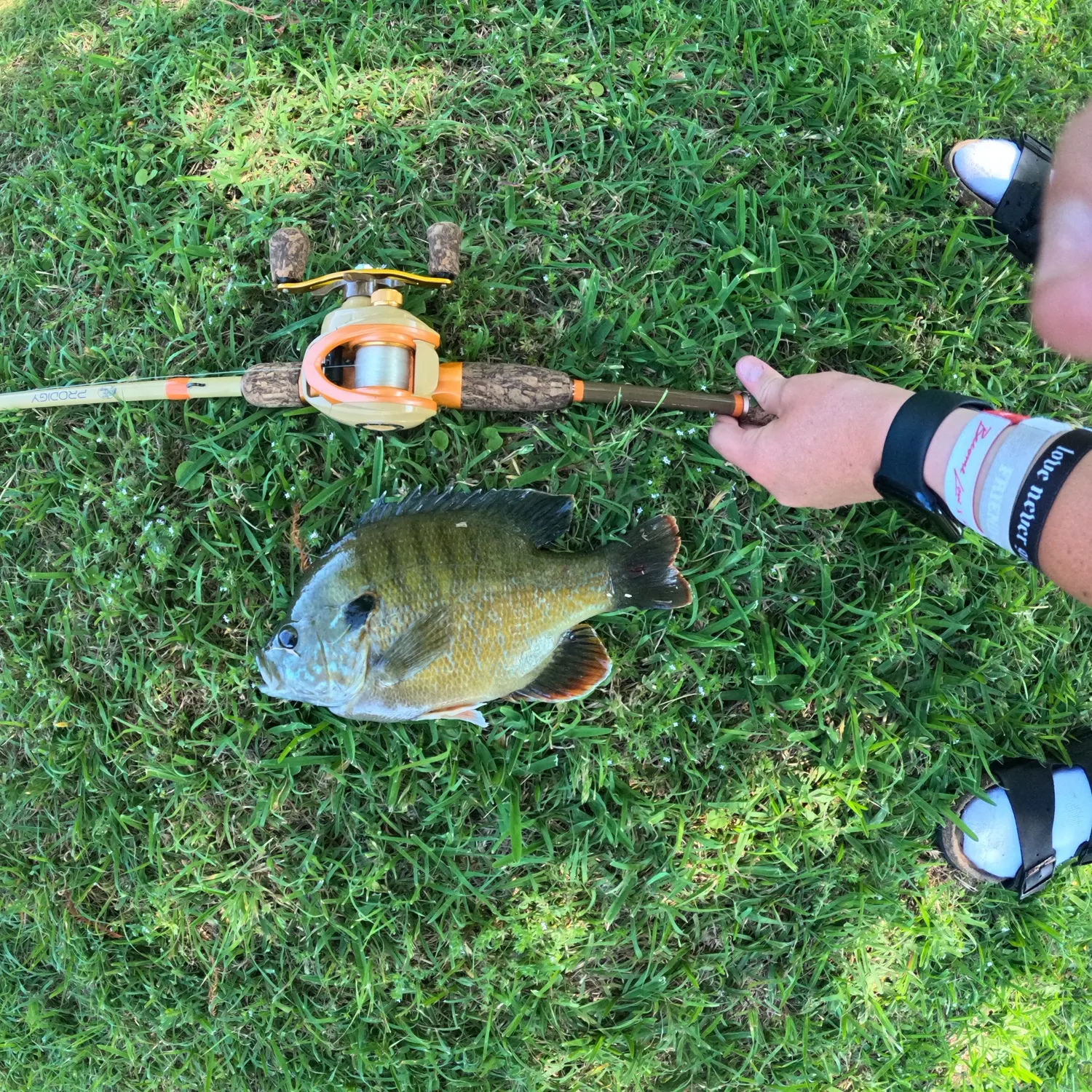 recently logged catches