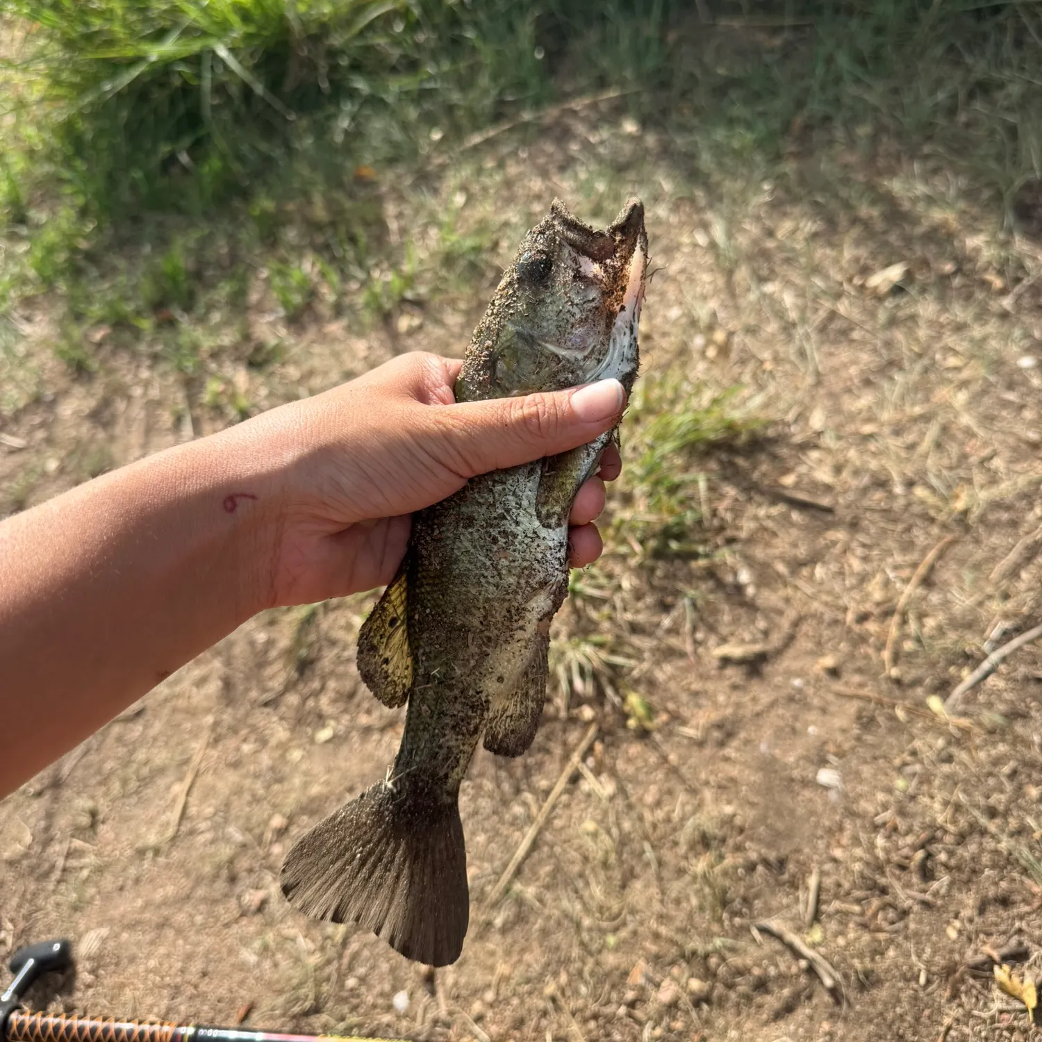 Fish caught on Fishbrain