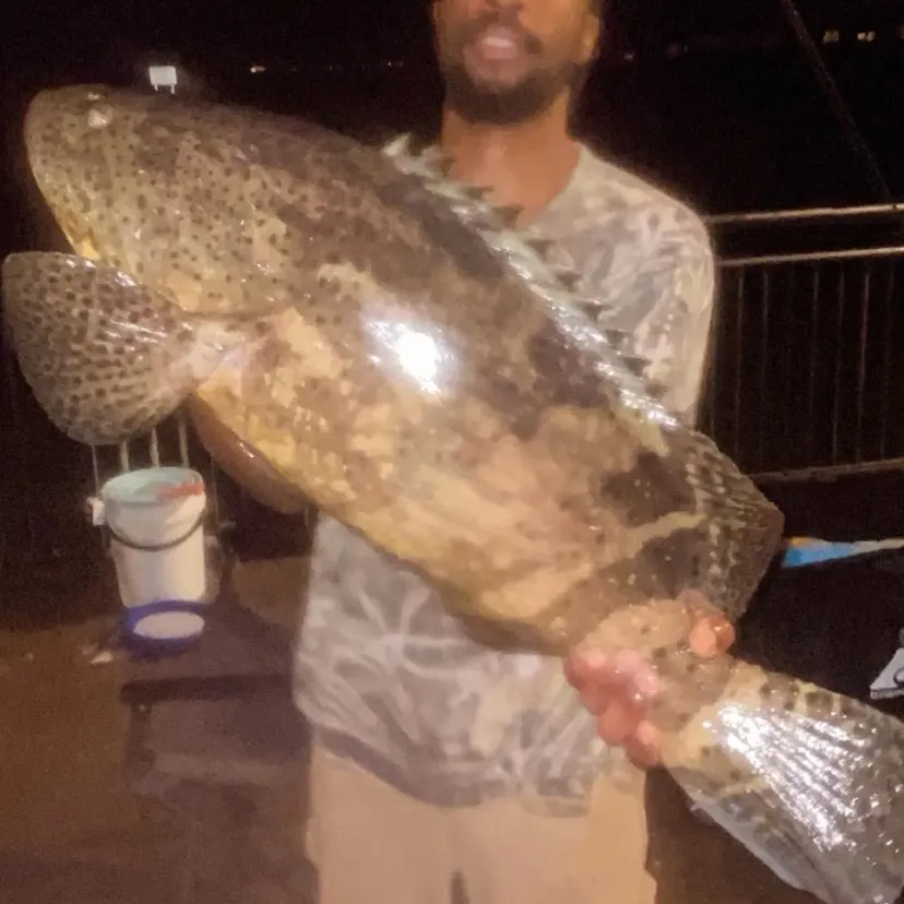 The most recent Atlantic goliath grouper catches on Fishbrain