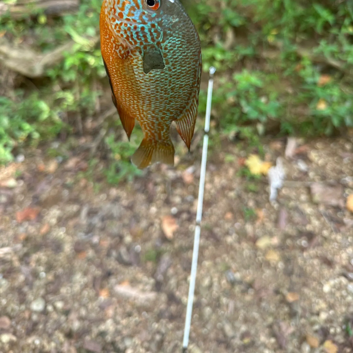 Longear sunfish caught on Fishbrain