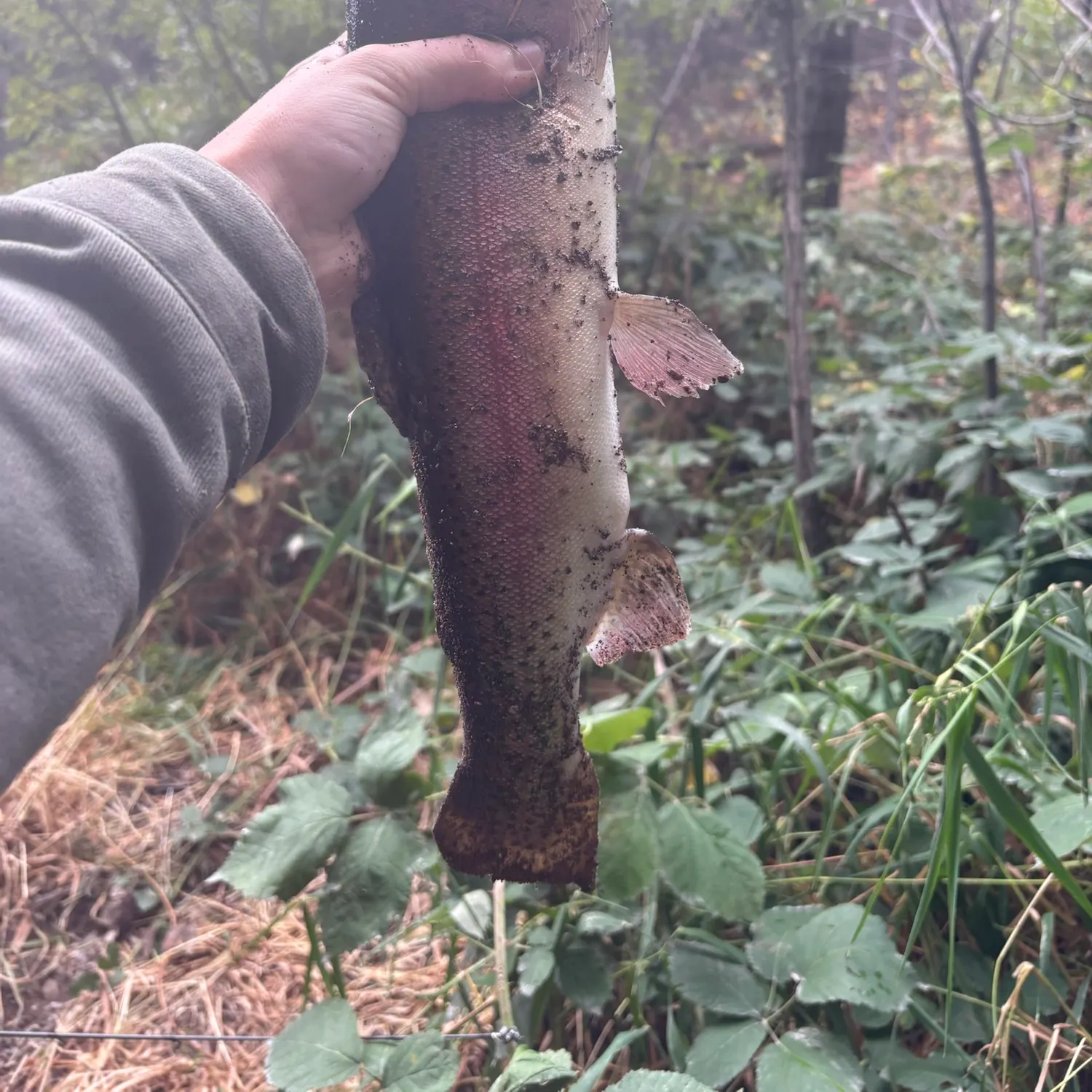 Cutthroat trout caught on Fishbrain