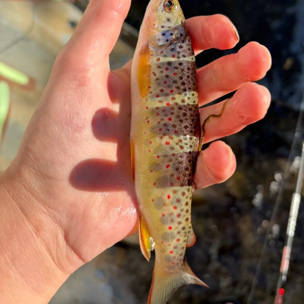 Brown trout caught on Fishbrain