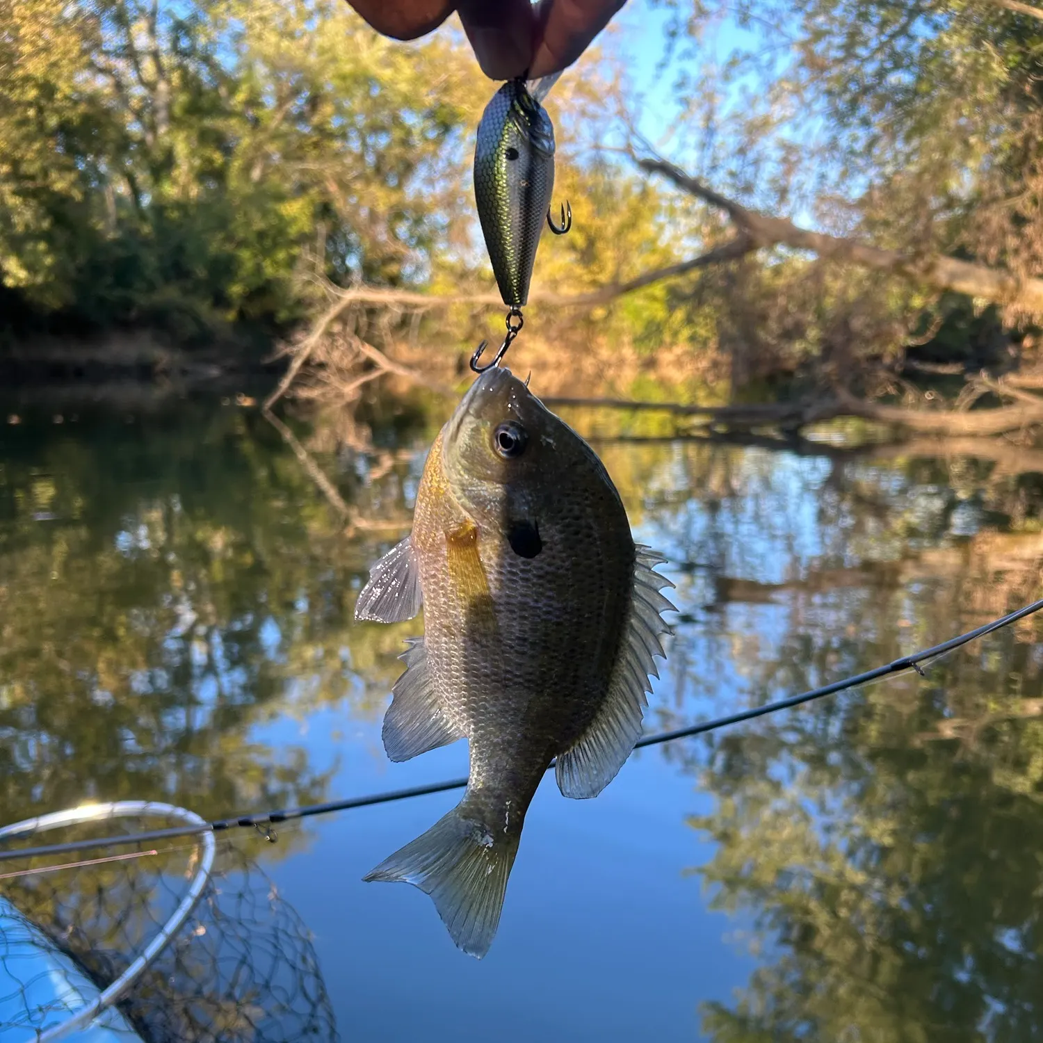 Bluegill caught on Fishbrain