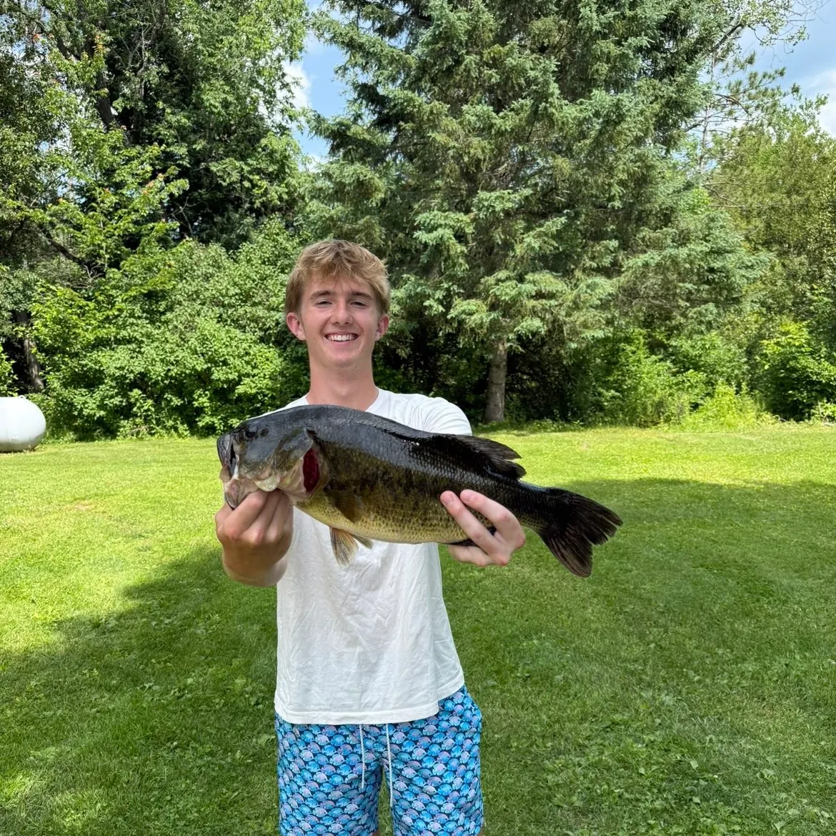 Largemouth bass caught on Fishbrain