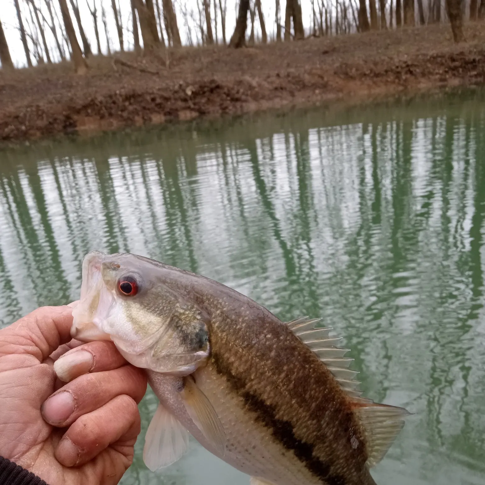 Spotted bass caught on Fishbrain