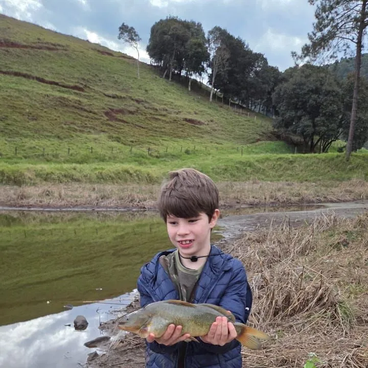 The most recent Silver catfish catches on Fishbrain