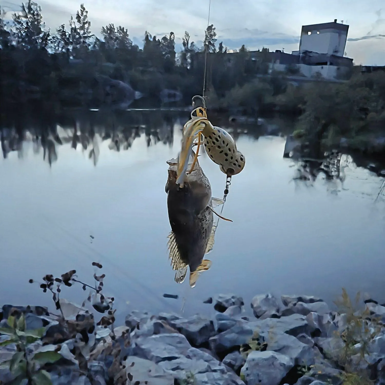 Smallmouth bass caught on Fishbrain