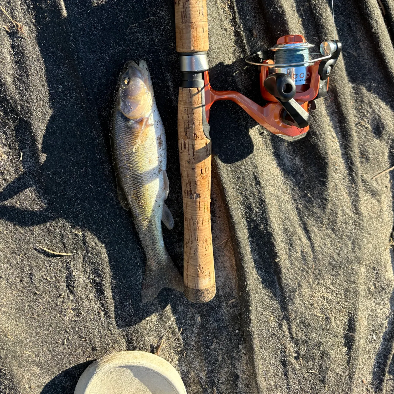 Creek chub caught on Fishbrain