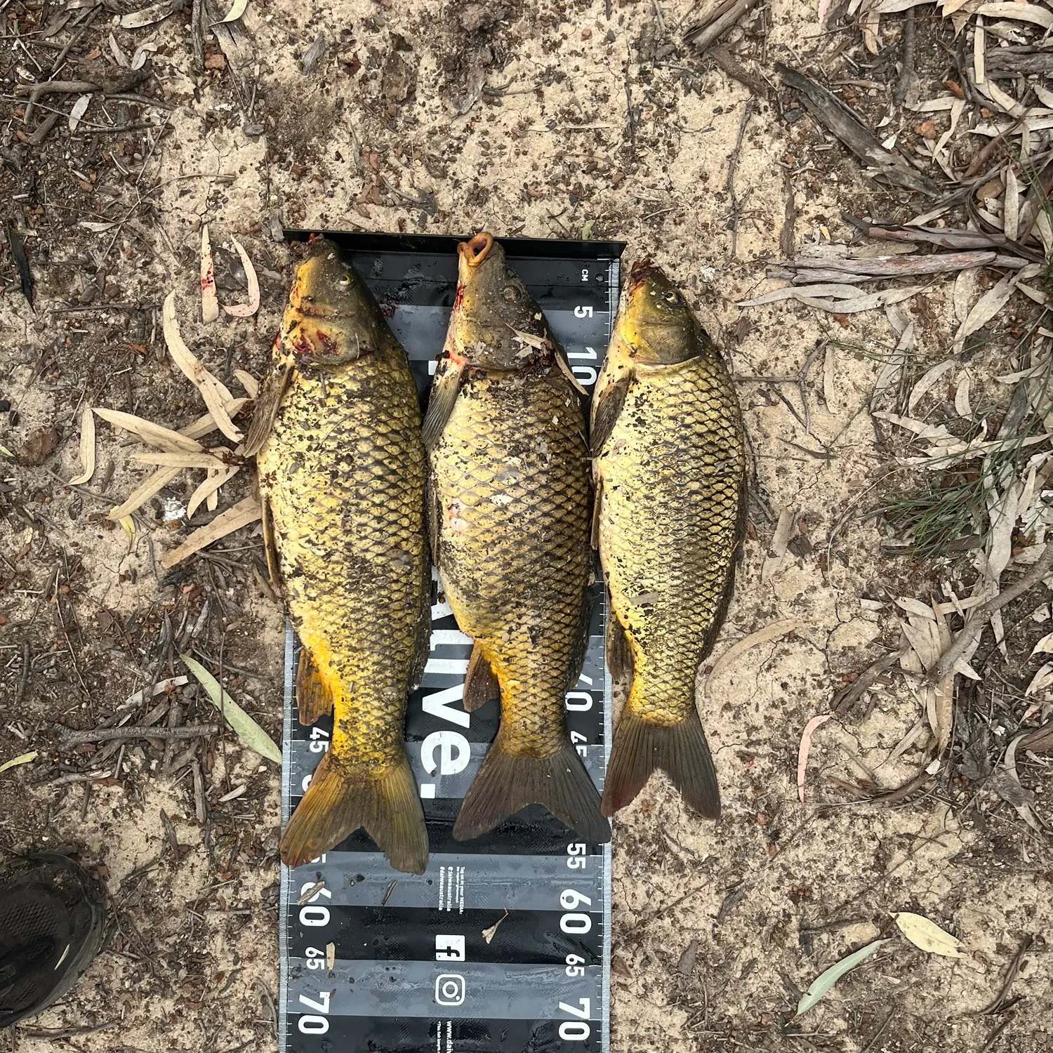 Common carp caught on Fishbrain