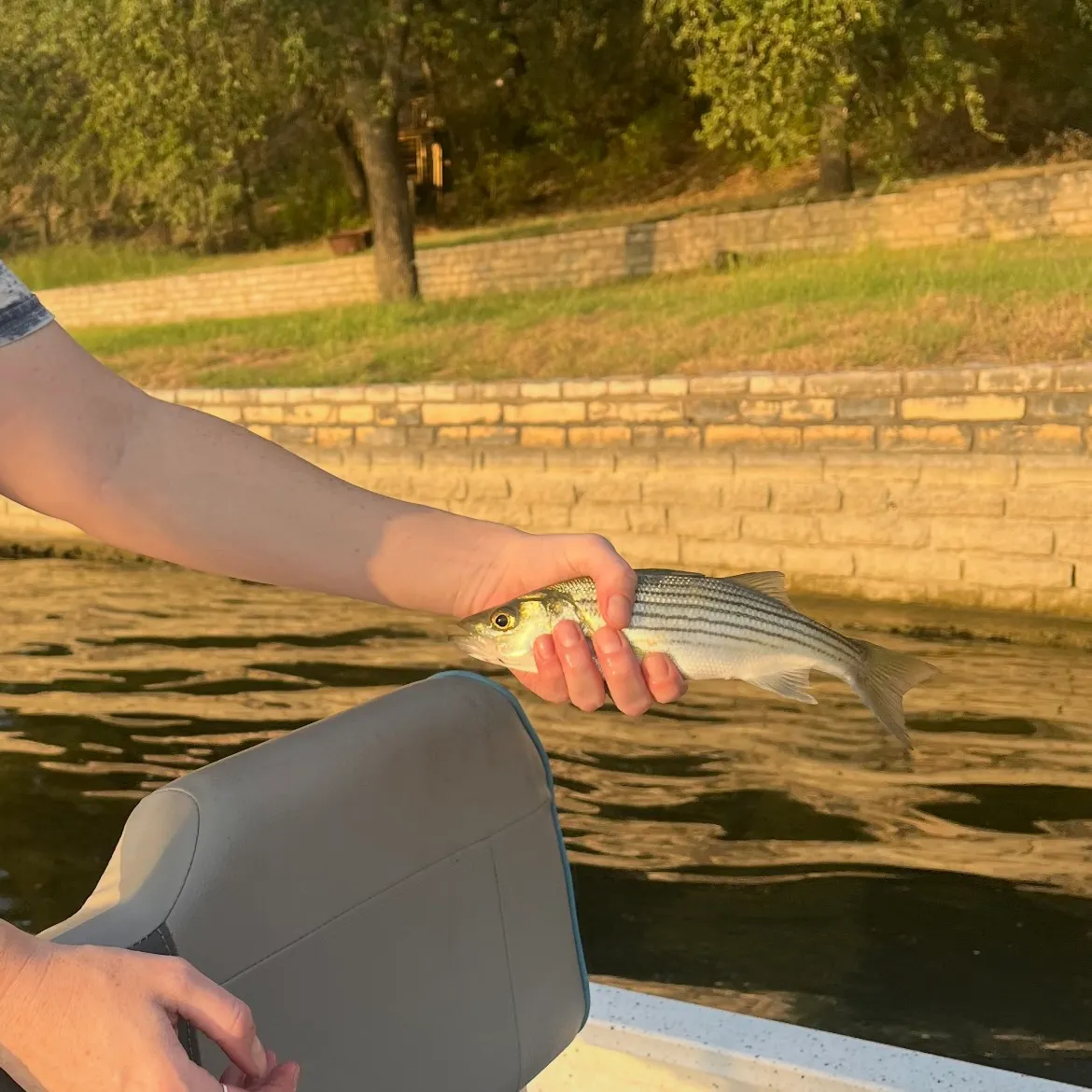 Striped bass caught on Fishbrain