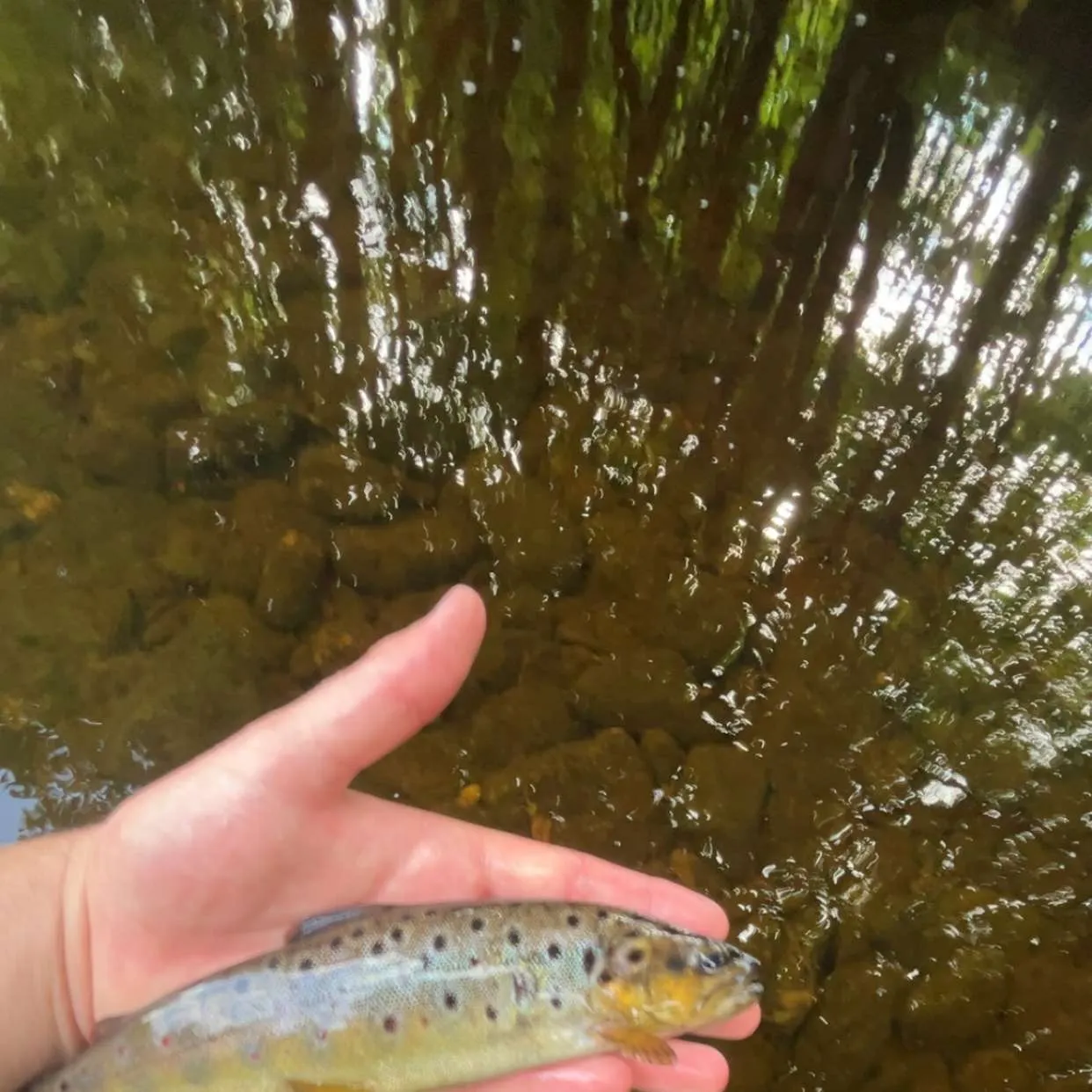 Brown trout caught on Fishbrain