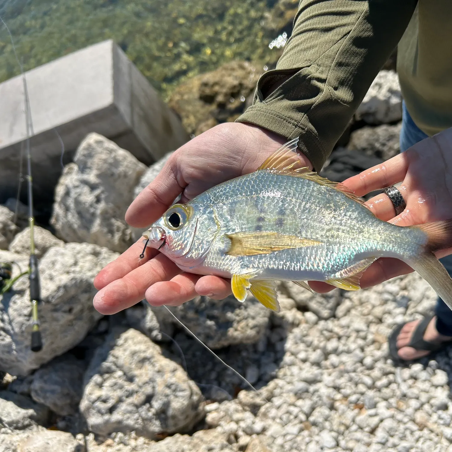 The most recent Yellowfin mojarra catches on Fishbrain