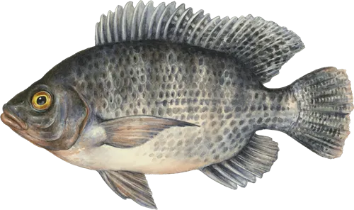 Nile tilapia