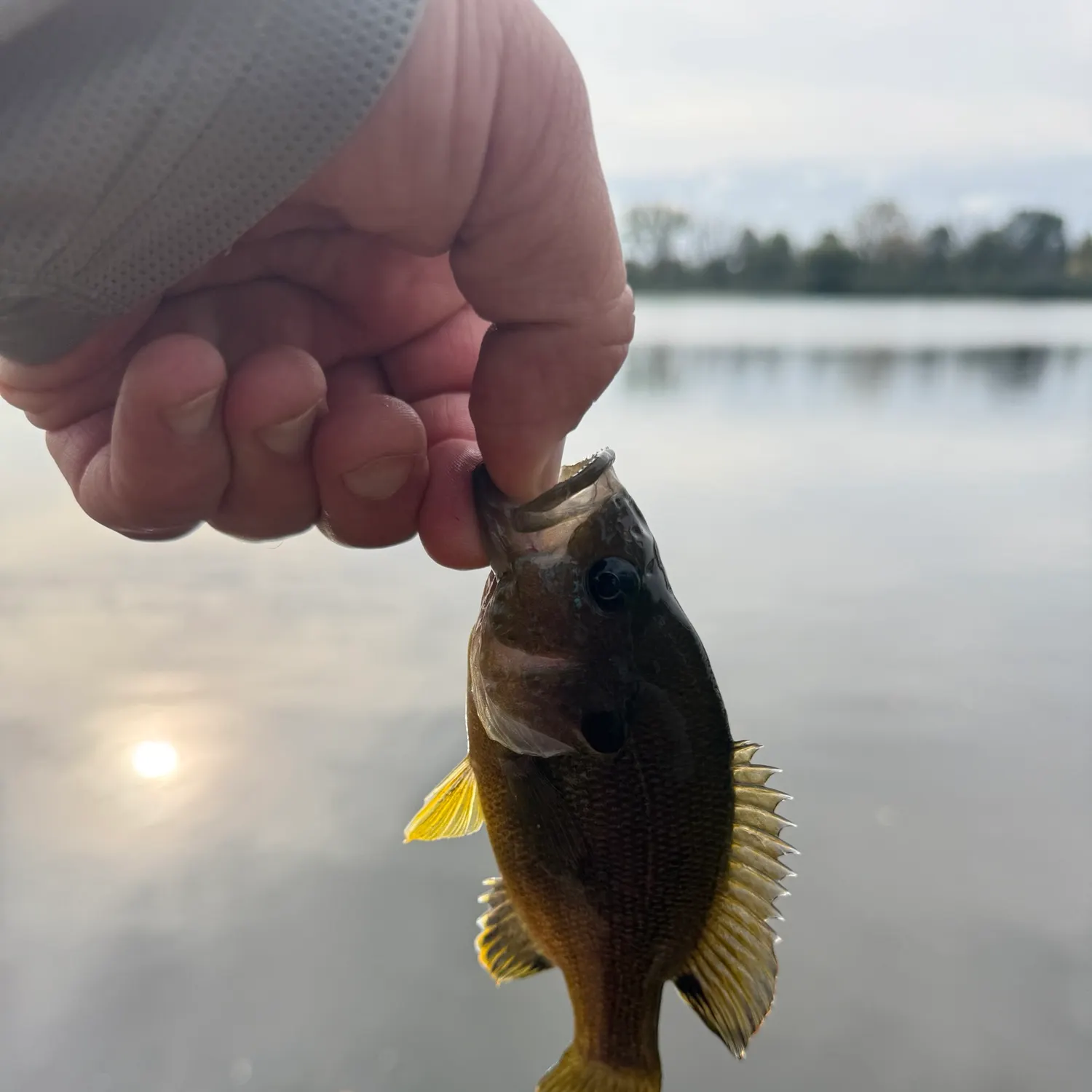 Green sunfish caught on Fishbrain