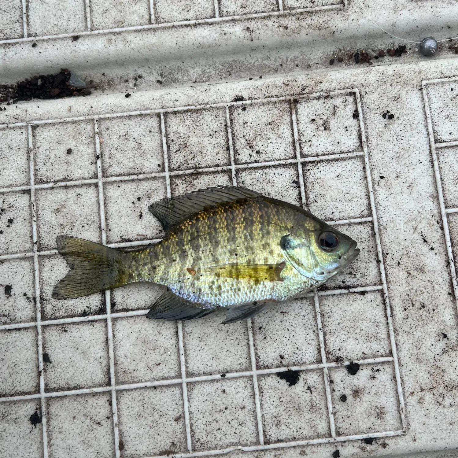 Bluegill caught on Fishbrain